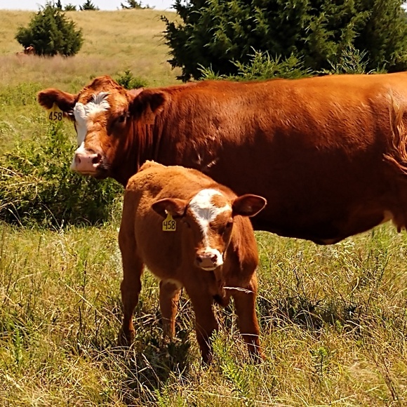 Meet your Posher, Jill - Picture 2 of 2